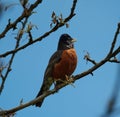 Portrait of a posing American Robin