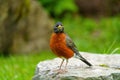 Portrait of a posing American Robin