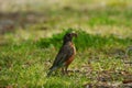 Portrait of a posing American Robin