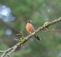 Portrait of a posing American Robin