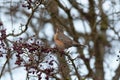 Portrait of a posing American Robin