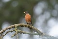 Portrait of a posing American Robin