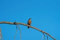 Portrait of a posing American Robin