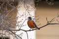 Portrait of a posing American Robin