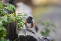 Spotted Towhee taking sun bath Royalty Free Stock Photo
