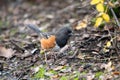 Spotted Towhee taking sun bath Royalty Free Stock Photo