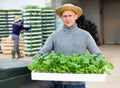 Farmer carrying crate with seedlings of broccol