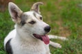 Portrait of positive mixed breed young dog lying in summer grass Royalty Free Stock Photo