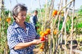 Positive retired woman picking tomatoes in homestead