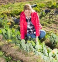 Portrait of woman working in homestead, satisfied with growing cabbage Royalty Free Stock Photo