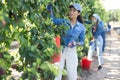 Woman farmer picking plums in fruit garden Royalty Free Stock Photo