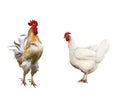 portrait poultry rooster and white chicken on the isolated b Royalty Free Stock Photo