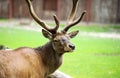 Portrait of powerful adult red deer Royalty Free Stock Photo