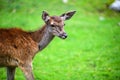 Portrait of powerful adult red deer stag in Autumn Fall forest Royalty Free Stock Photo