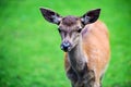 Portrait of powerful adult red deer stag in Autumn Fall forest Royalty Free Stock Photo