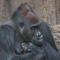 Portrait of powerful African gorilla Royalty Free Stock Photo