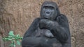 Portrait of powerful African gorilla Royalty Free Stock Photo