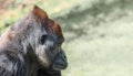 Portrait of powerful alpha male African gorilla at guard