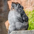 Portrait of powerful alpha male African gorilla at guard Royalty Free Stock Photo