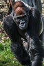 Portrait of powerful alpha male African gorilla at guard Royalty Free Stock Photo