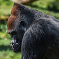 Portrait of powerful alpha male African gorilla at guard Royalty Free Stock Photo