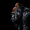 Portrait of powerful alpha male African gorilla at guard