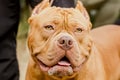 Portrait of a Powerful Beautiful Dog of the American Bull Terrier Breed