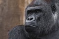 Portrait powerful dominant male gorilla proudly and seriously attentively looks