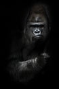 Portrait of a powerful dominant male gorilla , stern face and powerful arm. isolated black background Royalty Free Stock Photo