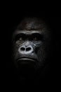 Portrait of a powerful dominant male gorilla , stern face. isolated black background