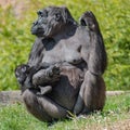 Portrait of powerful female African gorilla at guard with a baby Royalty Free Stock Photo