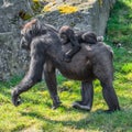 Portrait of powerful female African gorilla at guard with a baby Royalty Free Stock Photo