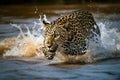 Portrait of powerful leopard running across the river and splashing water. Amazing Wildlife. Generative Ai