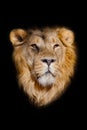 Portrait of a powerful male lion isolated on a black background, powerful head and beautiful hairy mane Royalty Free Stock Photo