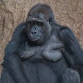 Portrait of powerful but relaxed female African gorilla Royalty Free Stock Photo