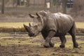 Running rhino Royalty Free Stock Photo