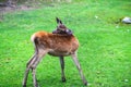 Portrait of powerful young red deer stag in Autumn Fall forest Royalty Free Stock Photo