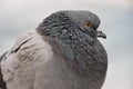 Portrait of PPE city of big pigeon Royalty Free Stock Photo