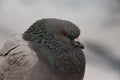Portrait of PPE city of big pigeon Royalty Free Stock Photo