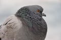 Portrait of PPE city of big pigeon Royalty Free Stock Photo