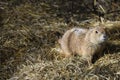 Portrait of a prairie dog Royalty Free Stock Photo