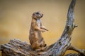 Portrait of a Prairie dog also known as genus cynomys Royalty Free Stock Photo