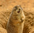 Portrait of prairie dog Cynomys ludovicianus with opened mouth looking confused Royalty Free Stock Photo