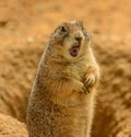 Portrait of prairie dog Cynomys ludovicianus with opened mouth looking surprised Royalty Free Stock Photo