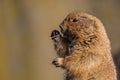 Portrait of a prairie dog standing upright chewing a grass blade Royalty Free Stock Photo