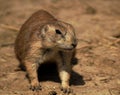 Portrait of a prairie dogs genus Cynomys Royalty Free Stock Photo