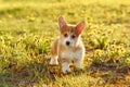 Portrait of precious young brown white dog welsh pembroke corgi standing on grass near field of dandelions in park. Royalty Free Stock Photo