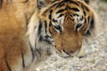 Portrait of a predatory striped tiger.