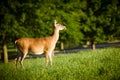 Portrait of pregnant whitetail deer doe Royalty Free Stock Photo