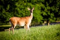 Portrait of pregnant whitetail deer doe Royalty Free Stock Photo
